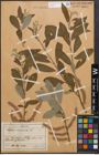 Foto von Salix cinerea L.